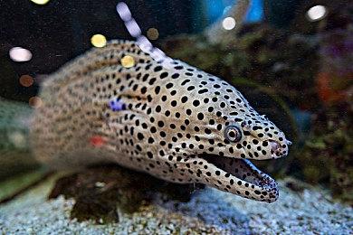 “荒野的呼唤”ID@Xbox《怪物猎人：荒野》真人宣传片